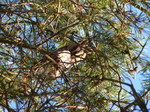 FZ011062 Long-eared owl (Asio otus) in tree.jpg